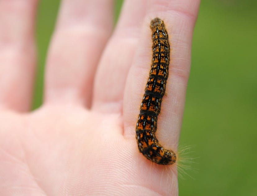 caterpillar on a hand 
